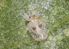 Corythucha confraterna