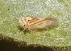 Caladonus coquilletti