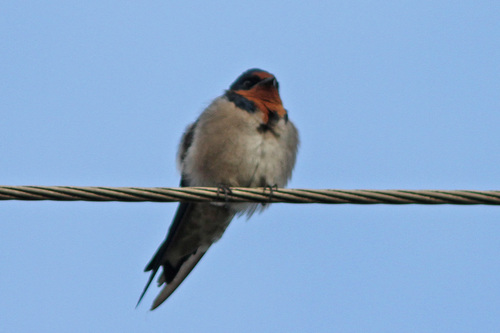 Angola Swallow