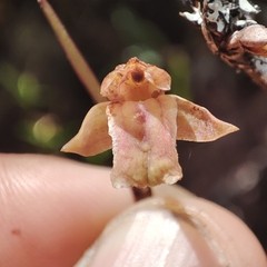 Scaphyglottis punctulata