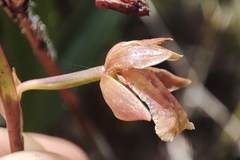 Scaphyglottis punctulata