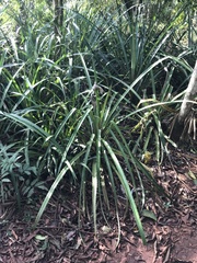 Ananas comosus bracteatus