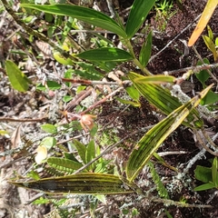 Scaphyglottis punctulata