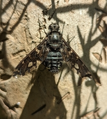 Xenox tigrinus