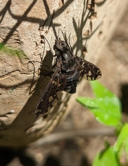 Xenox tigrinus
