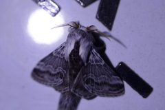 Tolype distincta