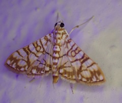Synclera jarbusalis