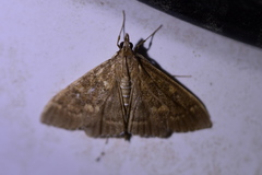 Mecyna