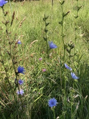 Cichorium intybus