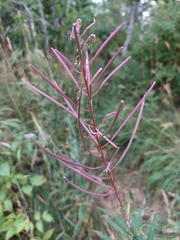 Chamaenerion angustifolium