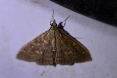 Mecyna