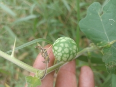 Solanum viarum