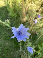 Cichorium intybus