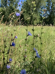 Cichorium intybus