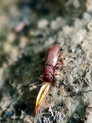 Metopsia