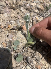 Amsinckiopsis kingii