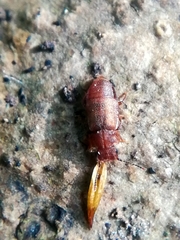 Metopsia