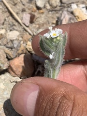 Amsinckiopsis kingii