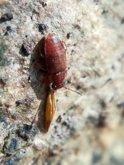 Metopsia