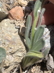 Amsinckiopsis kingii