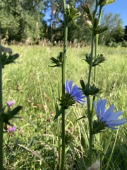 Cichorium intybus