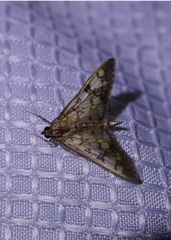 Mimorista