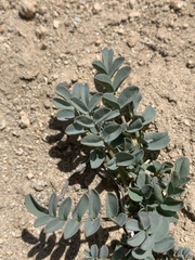 Astragalus cimae