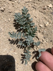Astragalus cimae