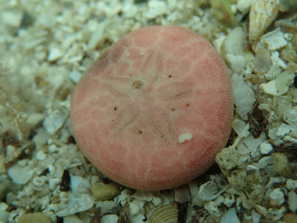 Peronella peronii