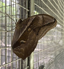 Eryphanis lycomedon