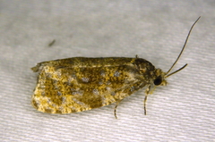 Olethreutes astrologana