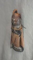 Dasypyga alternosquamella