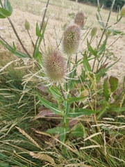 Dipsacus fullonum