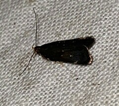 Dichomeris juncidella