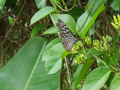 Ideopsis vulgaris macrina