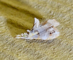 Glaphyria basiflavalis