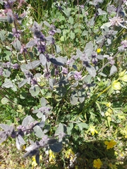 Marrubium astracanicum