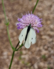 Pieris rapae