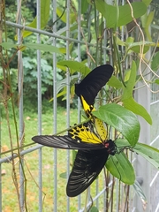 Troides helena cerberus
