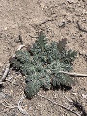 Glyptopleura marginata