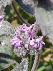 Marrubium astracanicum