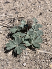 Cymopterus ripleyi