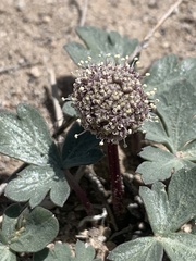 Cymopterus ripleyi