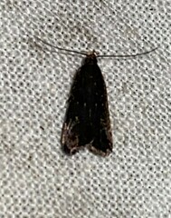 Dichomeris juncidella