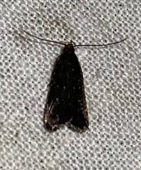 Dichomeris juncidella