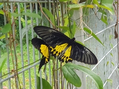 Troides helena cerberus