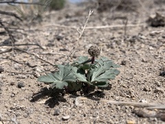 Cymopterus ripleyi