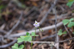 Oxalis alpina