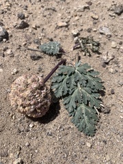 Cymopterus globosus