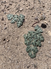 Cymopterus globosus
